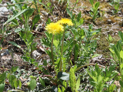 Taraxacum hondoense