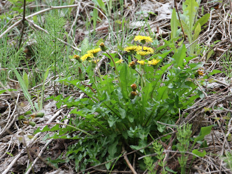 Taraxacum hondoense