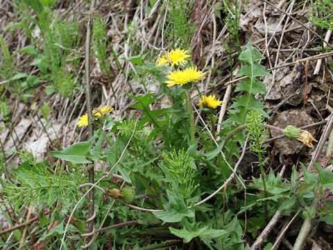 Taraxacum hondoense