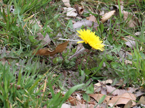 Taraxacum hondoense