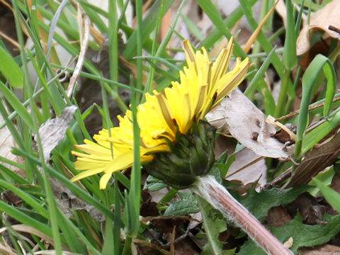 Taraxacum hondoense