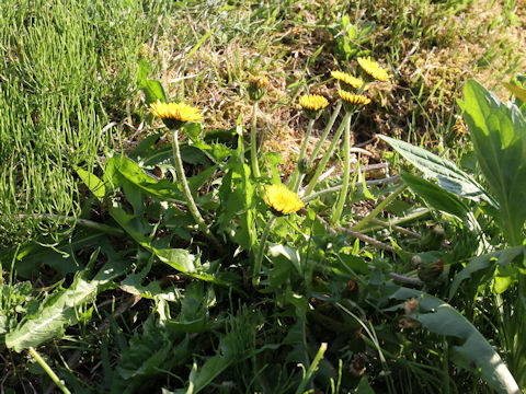 Taraxacum hondoense