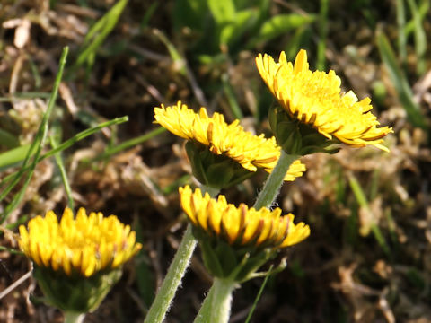 Taraxacum hondoense