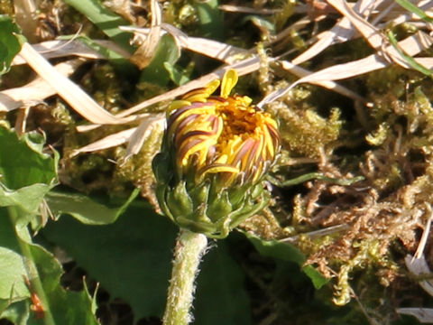 Taraxacum hondoense