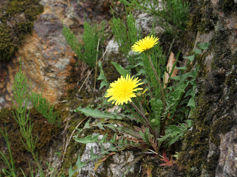 Taraxacum hondoense