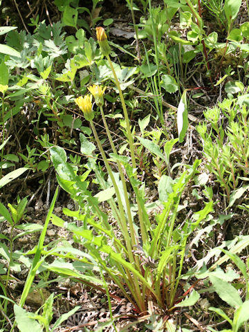 Taraxacum hondoense