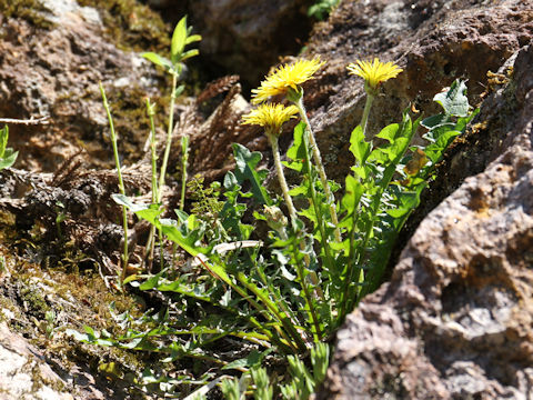 Taraxacum hondoense