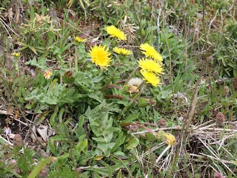 Taraxacum hondoense