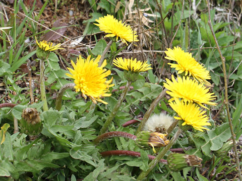 Taraxacum hondoense