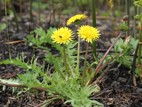 Taraxacum hondoense