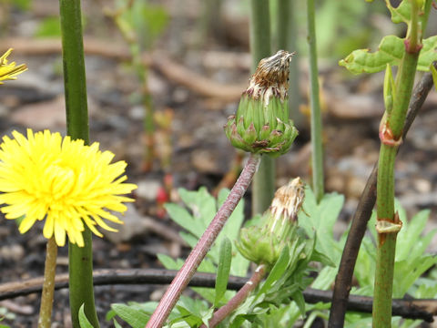 Taraxacum hondoense