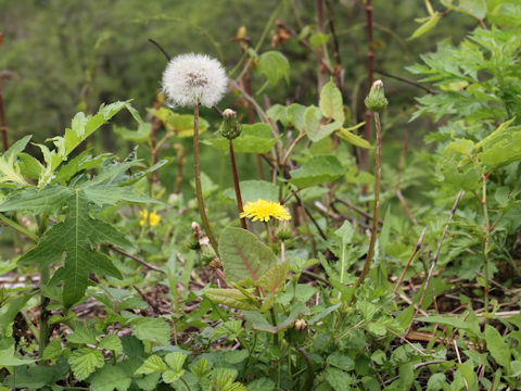 Taraxacum hondoense