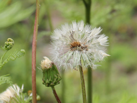 Taraxacum hondoense