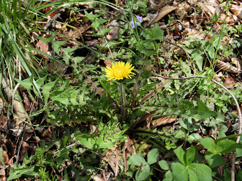 Taraxacum hondoense