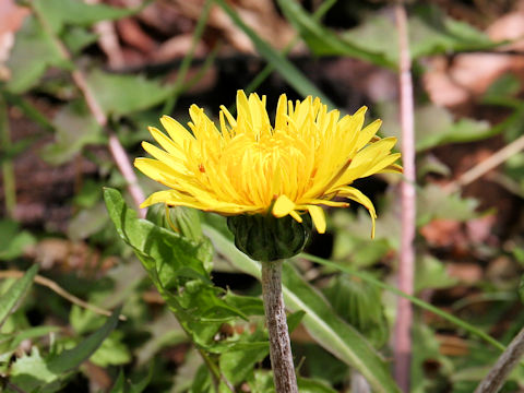 Taraxacum hondoense