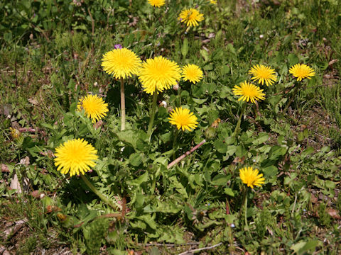 Taraxacum hondoense