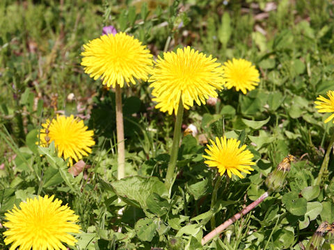 Taraxacum hondoense