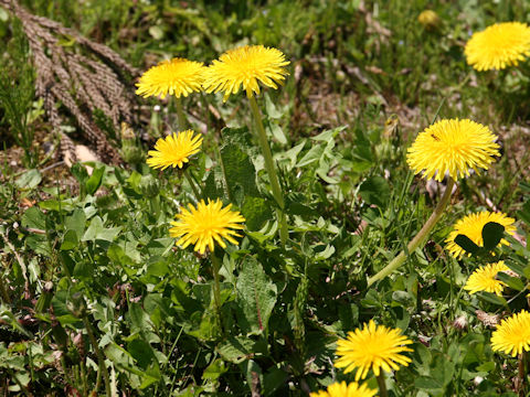 Taraxacum hondoense