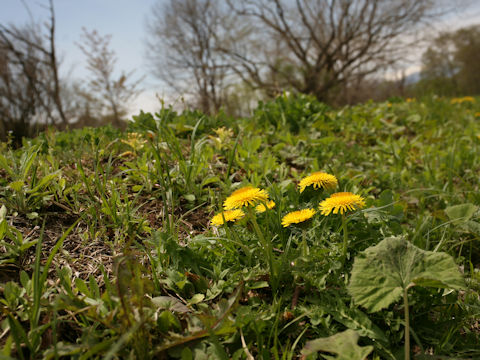 Taraxacum hondoense