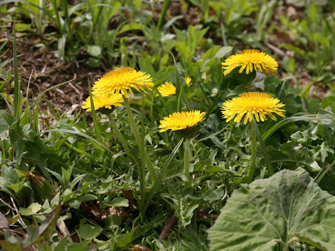 Taraxacum hondoense