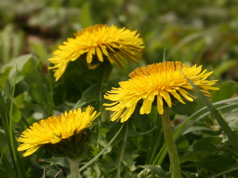 Taraxacum hondoense