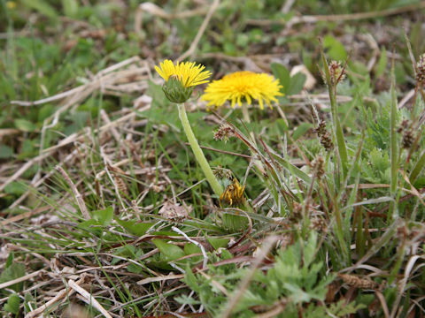 Taraxacum hondoense