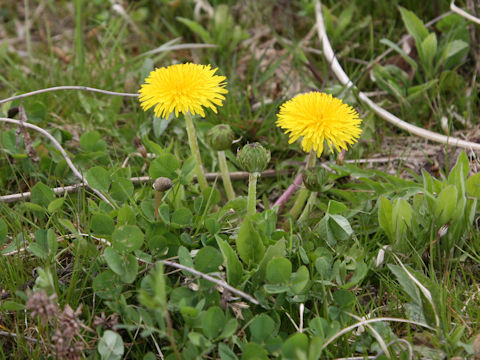 Taraxacum hondoense