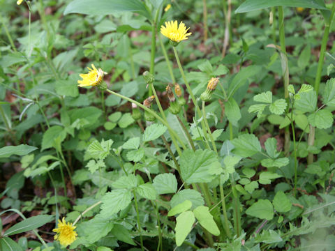 Taraxacum hondoense