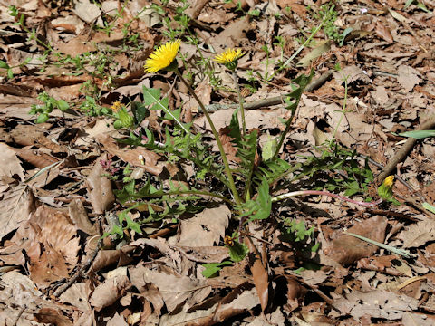 Taraxacum hondoense