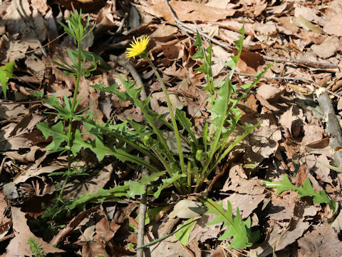 Taraxacum hondoense