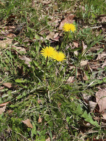 Taraxacum hondoense