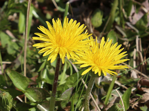 Taraxacum hondoense