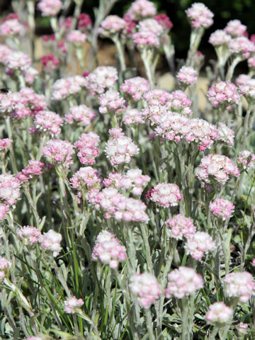 Antennaria dioica