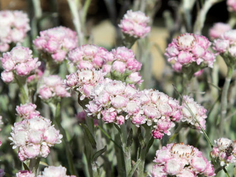 Antennaria dioica