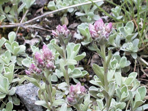 Antennaria dioica