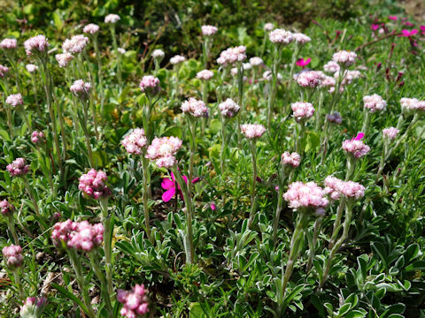 Antennaria dioica