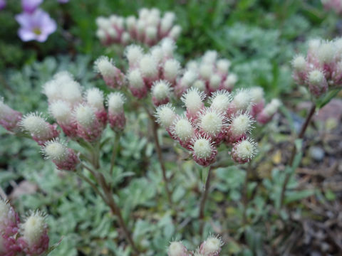 Antennaria dioica