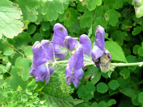 Aconitum yesoense