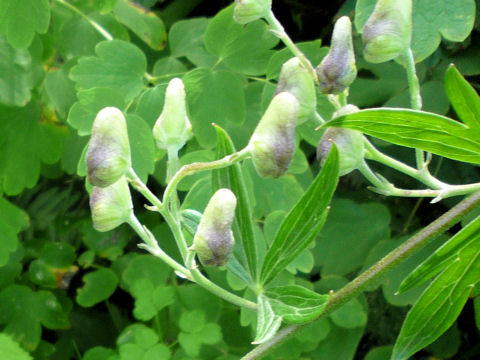 Aconitum yesoense