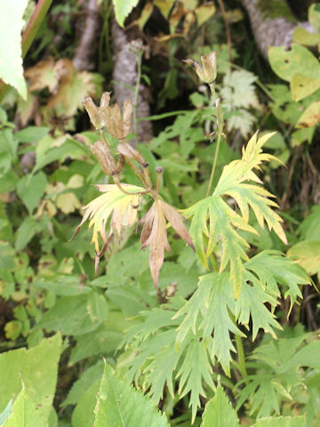 Aconitum yesoense