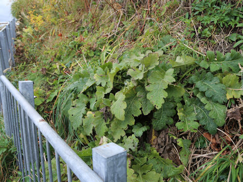 Saussurea yesoensis