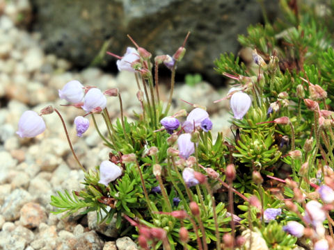 Phyllodoce caerulea