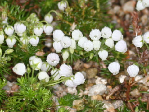 Phyllodoce caerulea