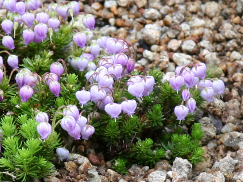 Phyllodoce caerulea