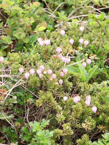 Phyllodoce caerulea