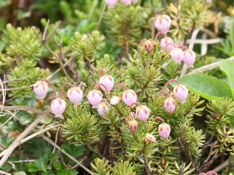 Phyllodoce caerulea