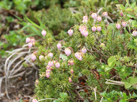 Phyllodoce caerulea