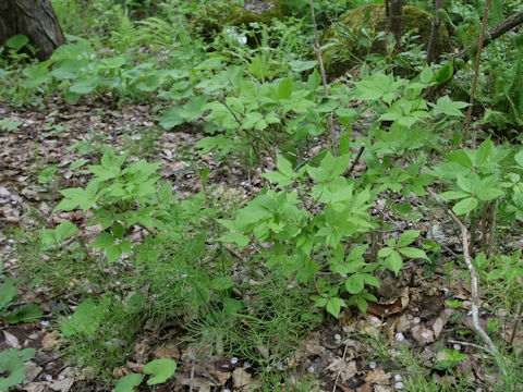 Eleutherococcus senticosus