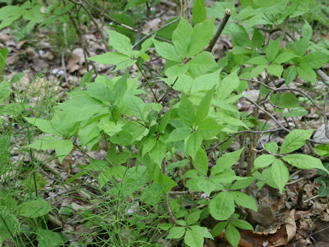 Eleutherococcus senticosus