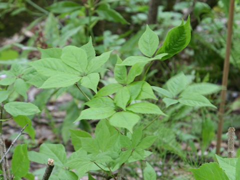 Eleutherococcus senticosus